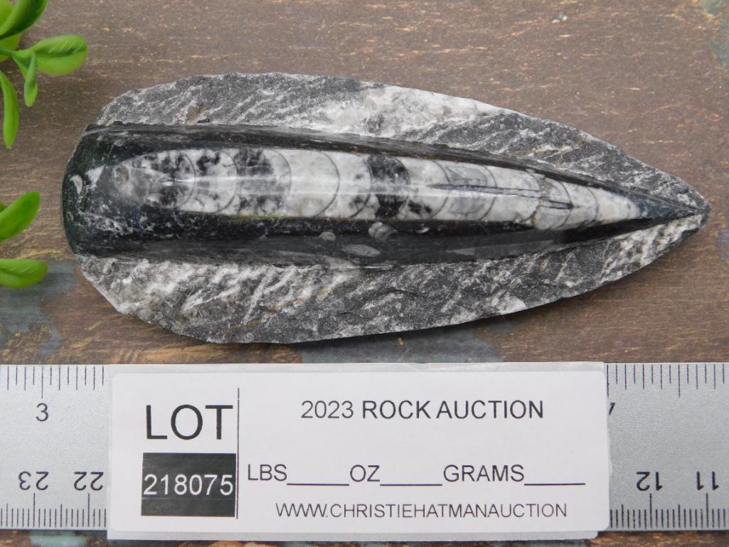 ORTHOCERAS ROCK STONE LAPIDARY SPECIMEN
