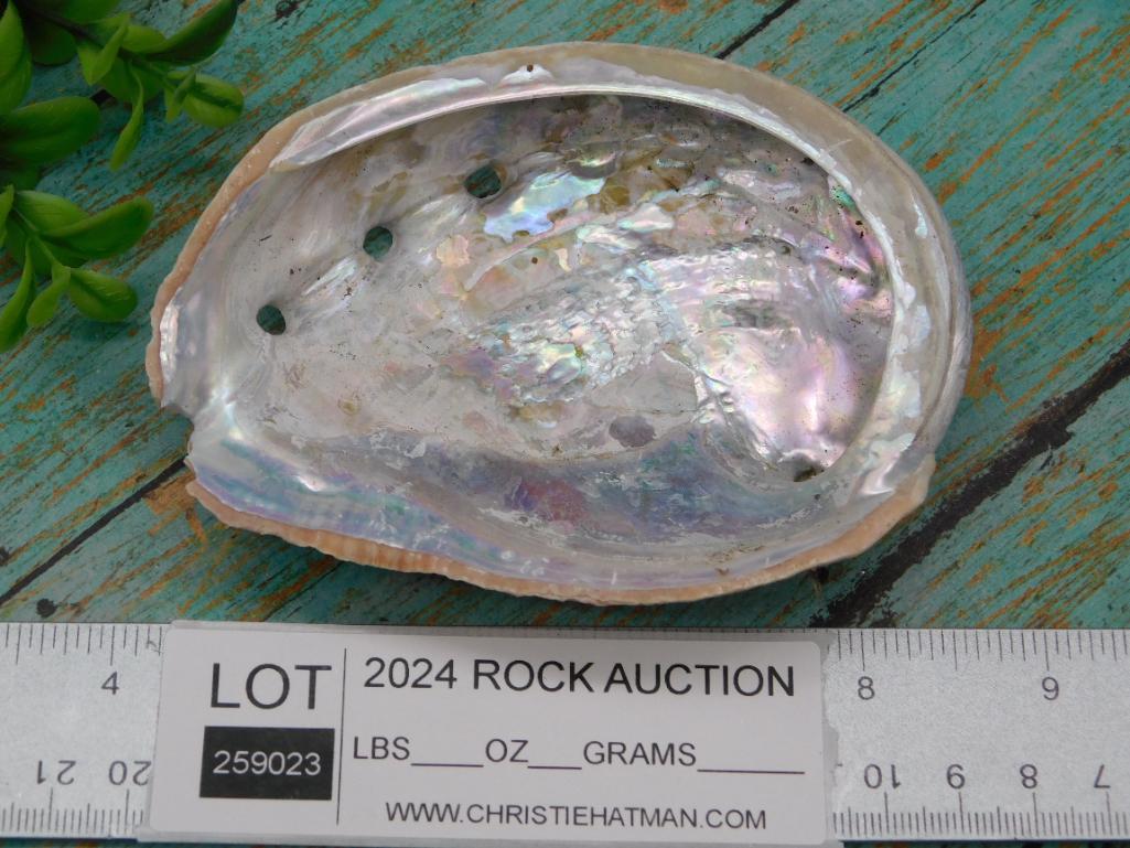 ABALONE SHELL
