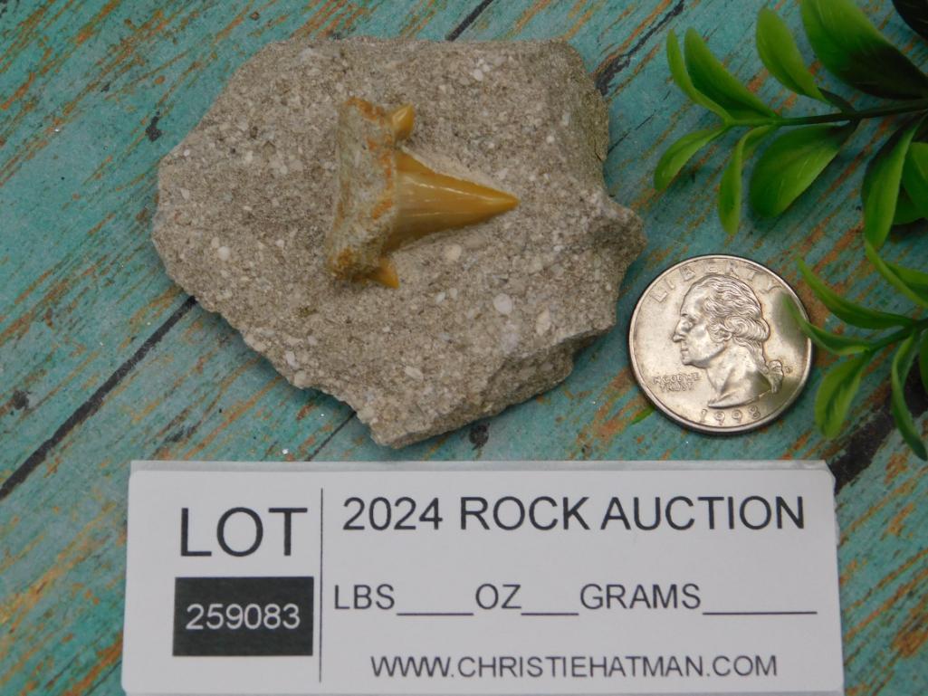 SHARK TOOTH IN MATRIX