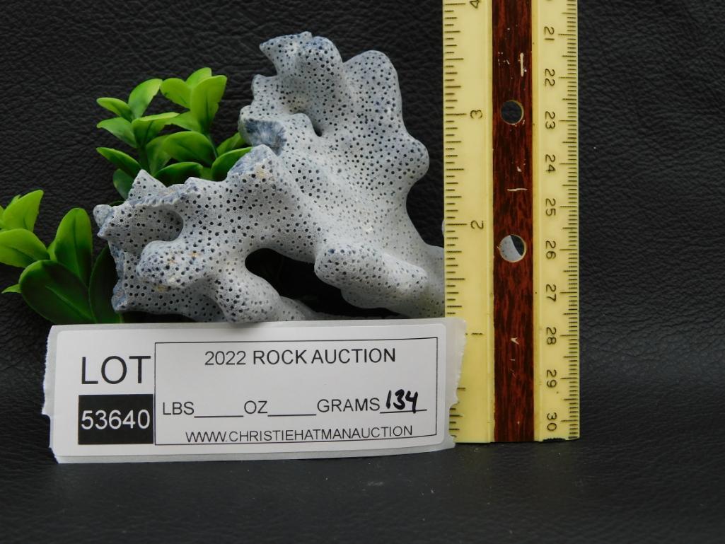 RARE BLUE CORAL
