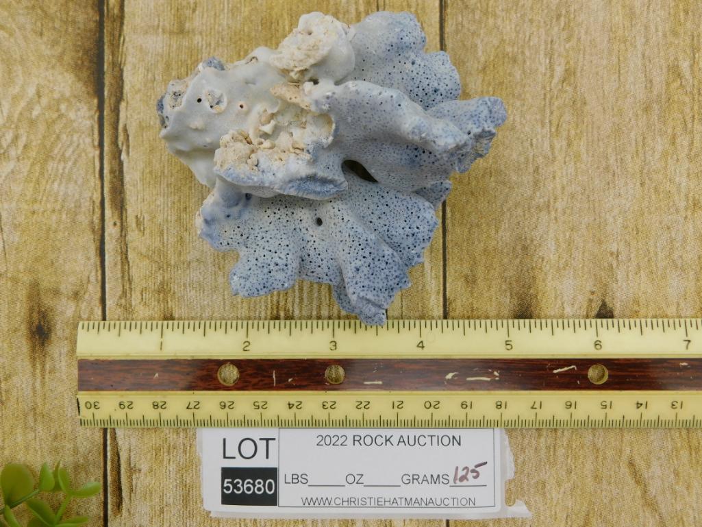 RARE BLUE CORAL ROCK STONE LAPIDARY SPECIMEN