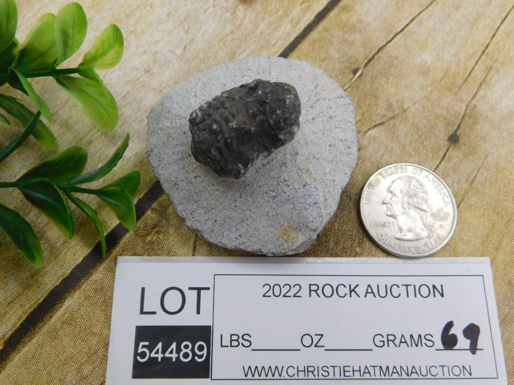 TRILOBITE FOSSIL IN MATRIX ROCK STONE LAPIDARY SPECIMEN