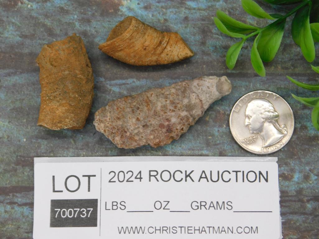 FOSSILIZED CORAL ROCK STONE LAPIDARY SPECIMEN