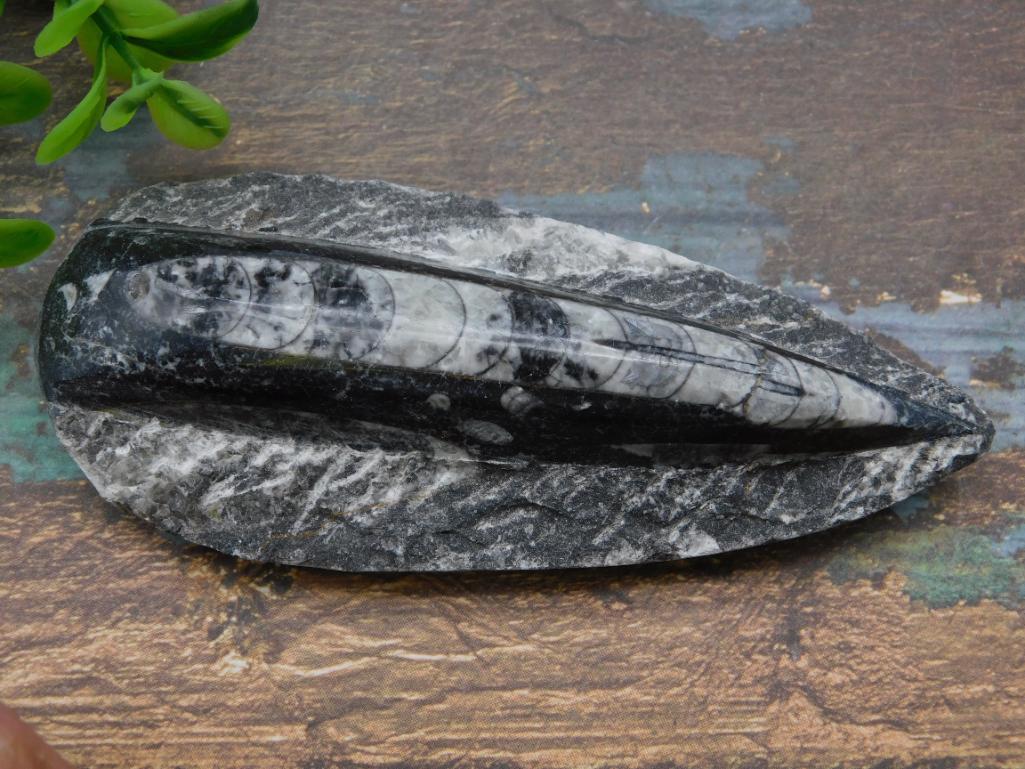 ORTHOCERAS ROCK STONE LAPIDARY SPECIMEN