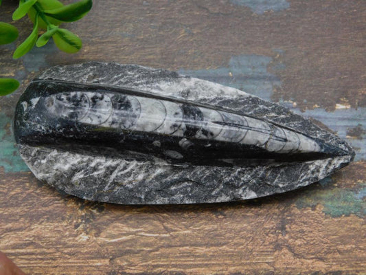 ORTHOCERAS ROCK STONE LAPIDARY SPECIMEN