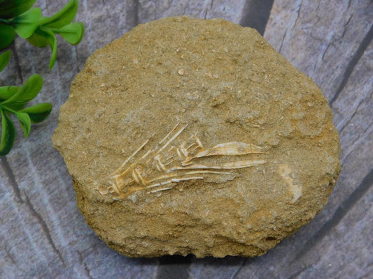 FOSSIL IN MATRIX ROCK STONE LAPIDARY SPECIMEN