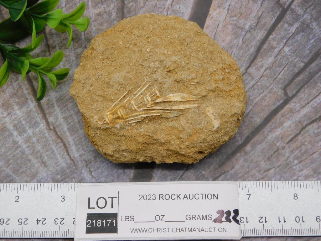 FOSSIL IN MATRIX ROCK STONE LAPIDARY SPECIMEN