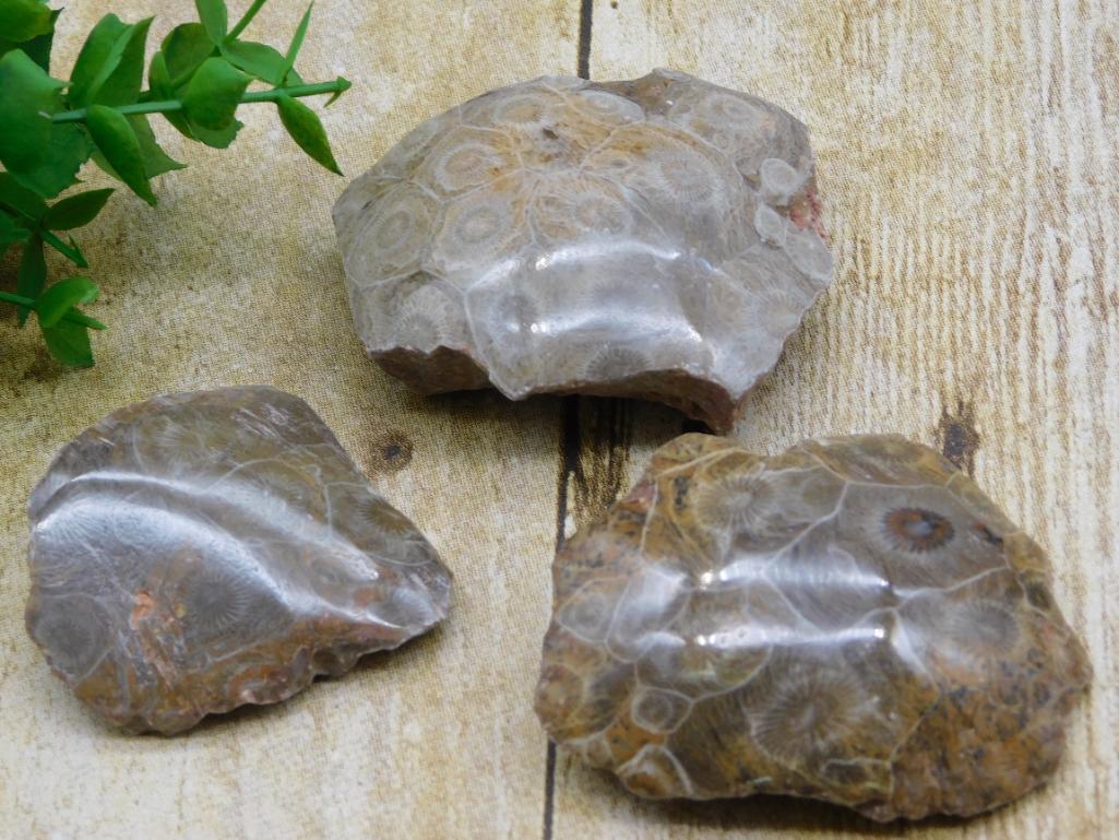 PETOSKEY FOSSILIZED CORAL ROCK STONE LAPIDARY SPECIMEN