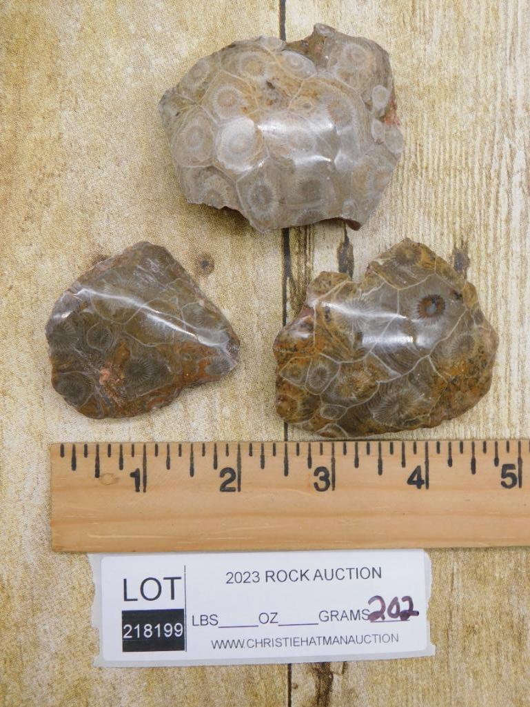 PETOSKEY FOSSILIZED CORAL ROCK STONE LAPIDARY SPECIMEN