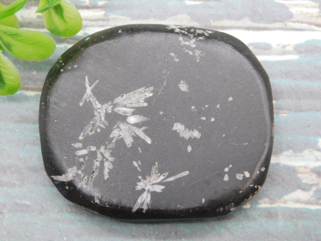 CHRYSANTHEMUM ROCK STONE LAPIDARY SPECIMEN