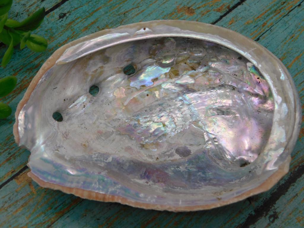 ABALONE SHELL