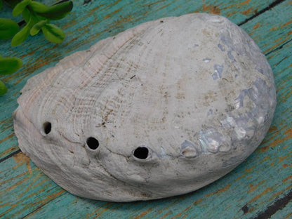 ABALONE SHELL