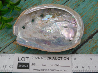 ABALONE SHELL