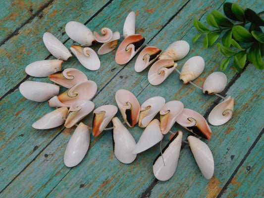 SPIRAL CUT PUKA SHELL BEADS