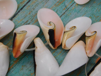 SPIRAL CUT PUKA SHELL BEADS