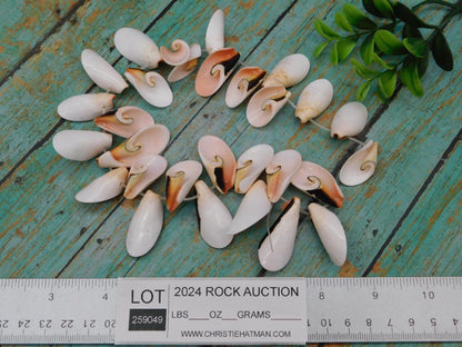 SPIRAL CUT PUKA SHELL BEADS