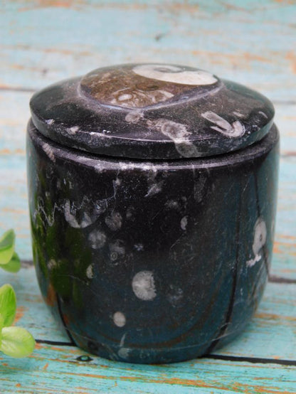 ORTHOCERAS TRINKET BOX