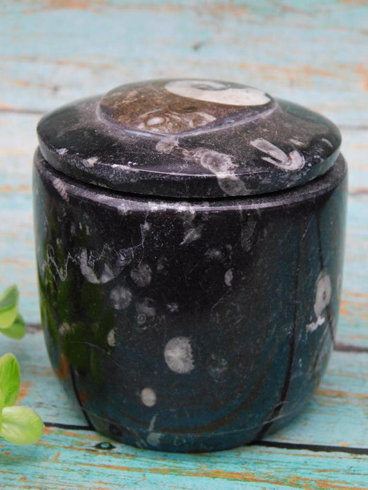 ORTHOCERAS TRINKET BOX