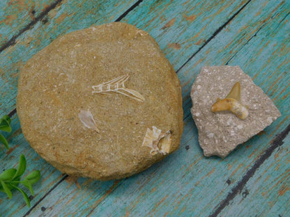 FOSSIL SPECIMENS