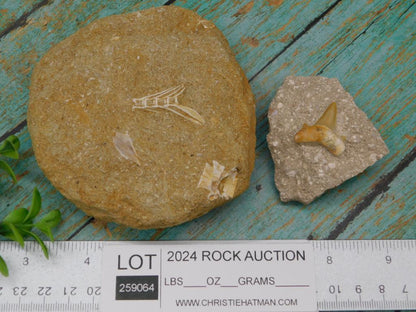 FOSSIL SPECIMENS