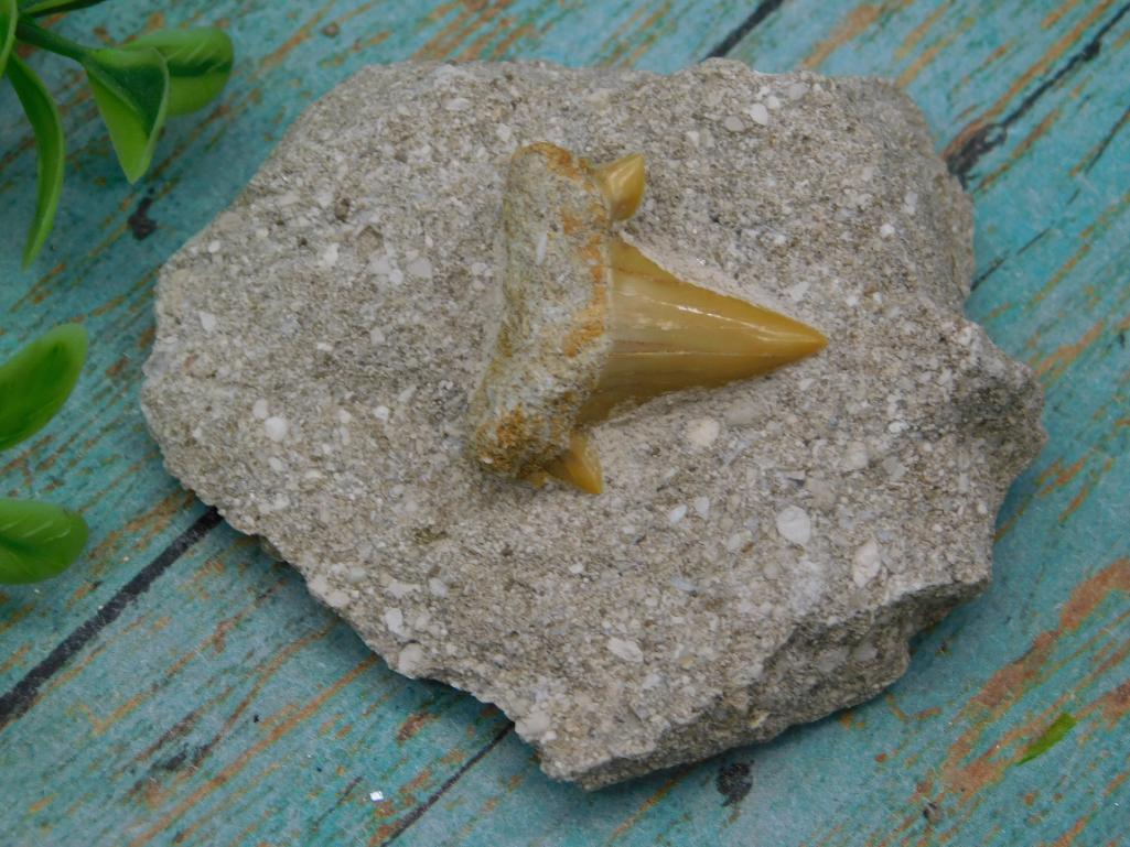 SHARK TOOTH IN MATRIX