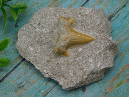 SHARK TOOTH IN MATRIX