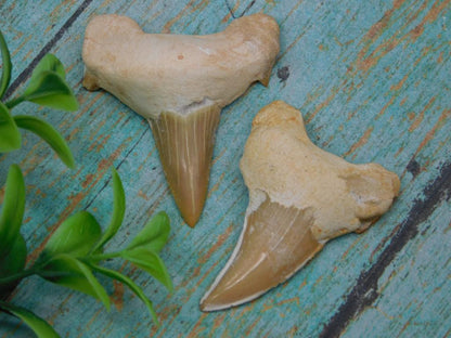 SHARK TEETH SET OF 2