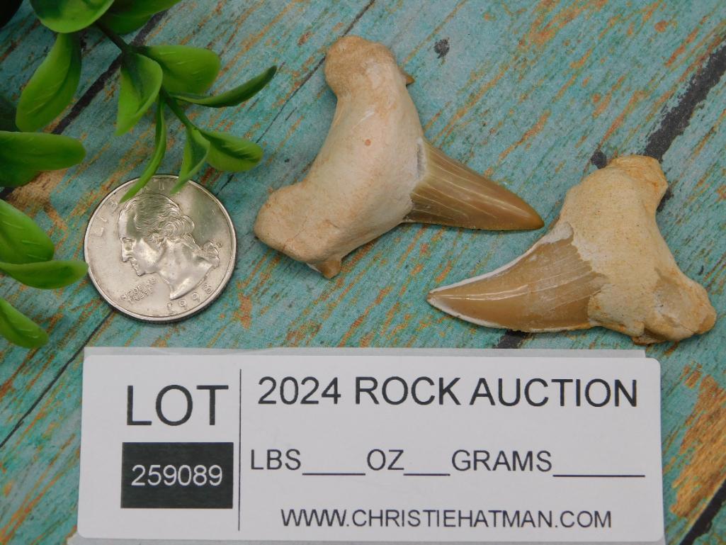 SHARK TEETH SET OF 2