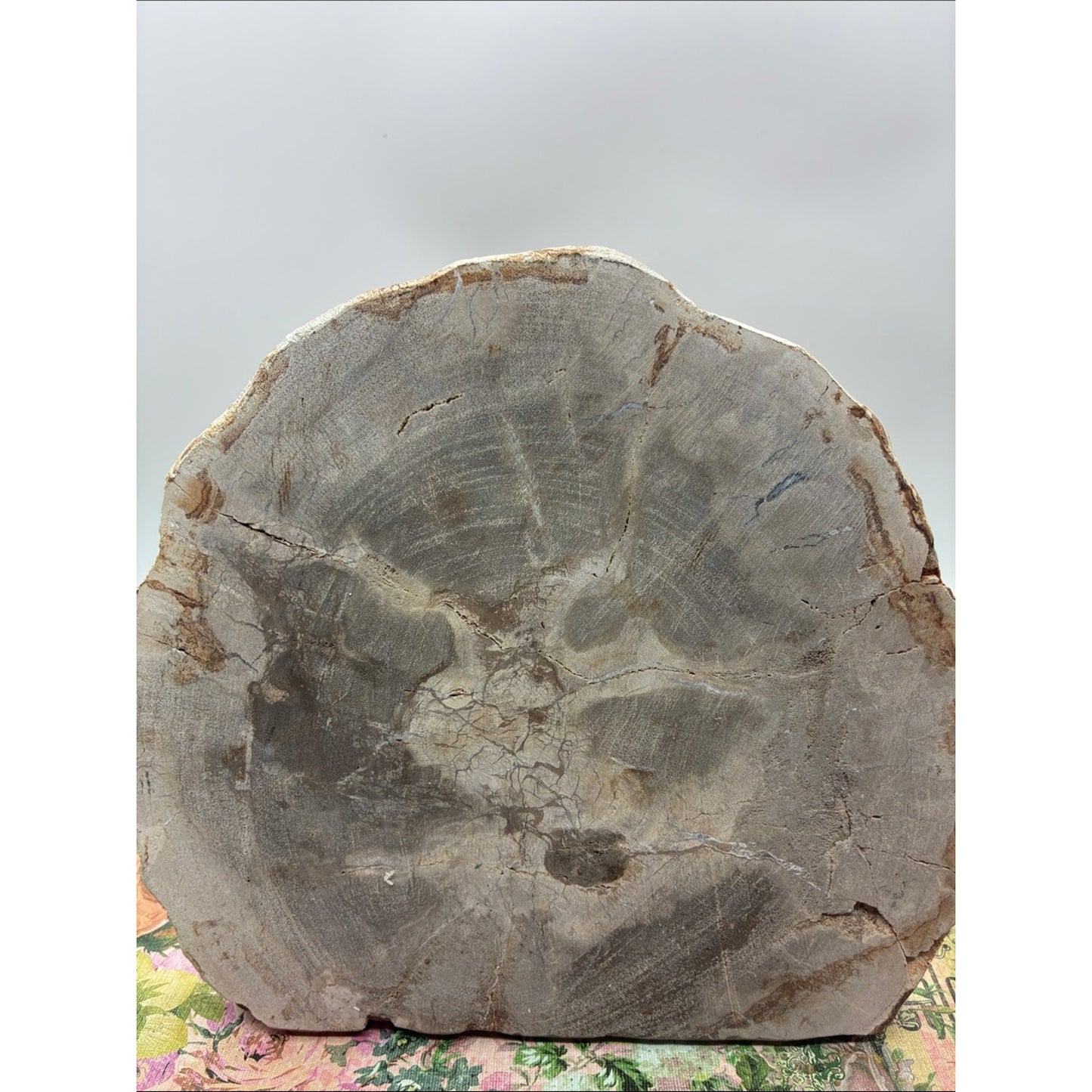 Green Chinese Dragon Decorative Petrified Wood Plaque Rock