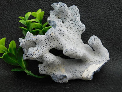 RARE BLUE CORAL