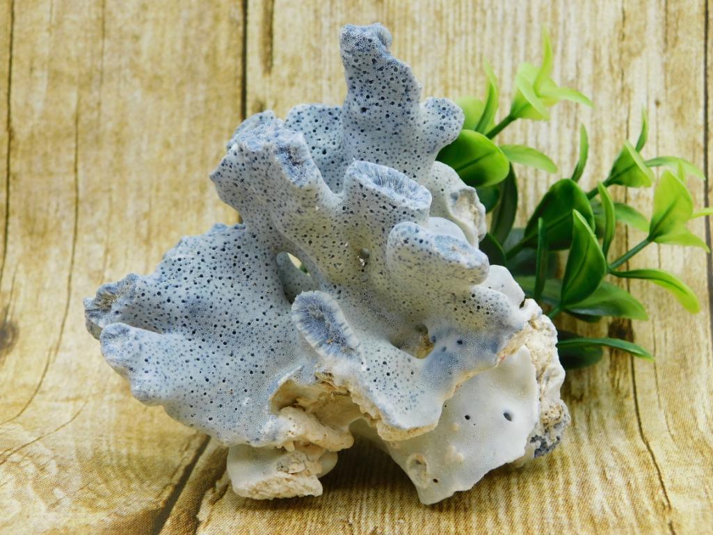 RARE BLUE CORAL ROCK STONE LAPIDARY SPECIMEN