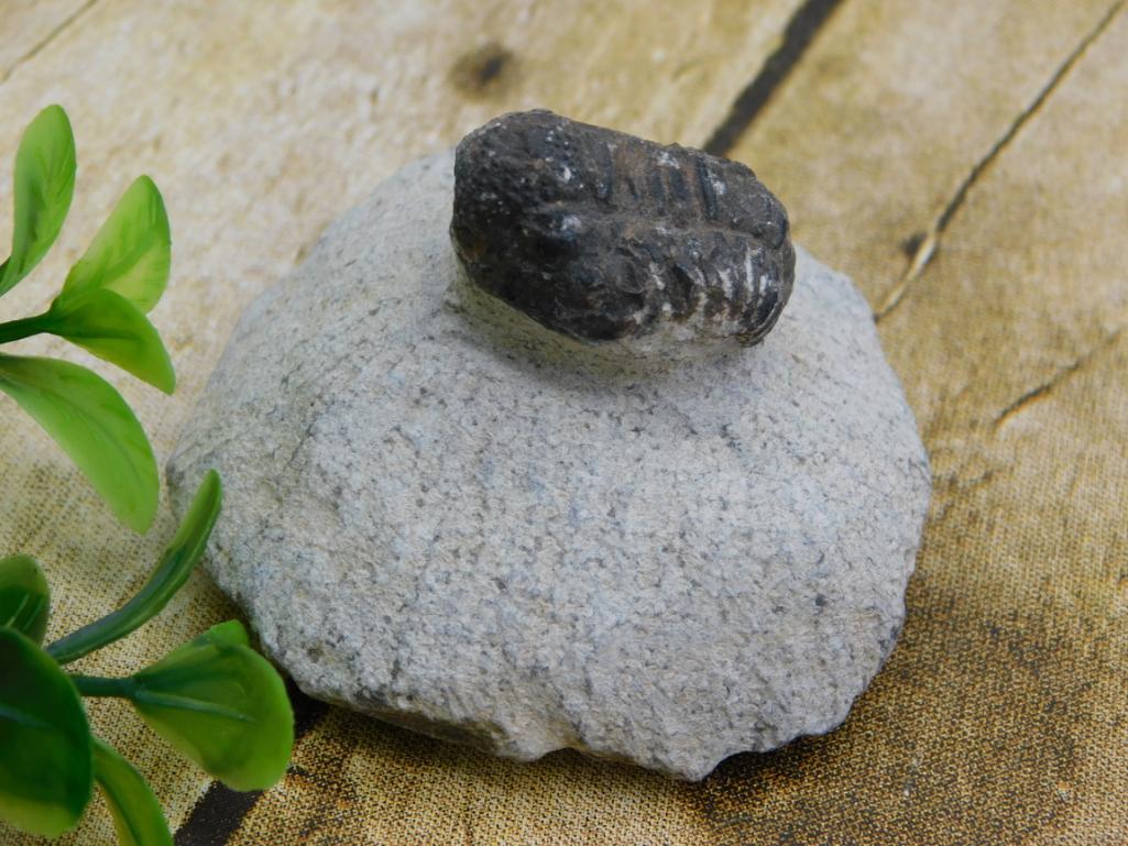 TRILOBITE FOSSIL IN MATRIX ROCK STONE LAPIDARY SPECIMEN