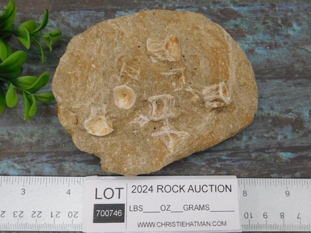 FOSSIL IN MATRIX ROCK STONE LAPIDARY SPECIMEN
