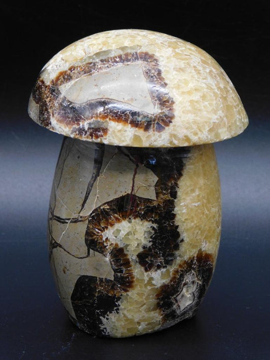 SEPTARIAN MUSHROOM ROCK STONE LAPIDARY SPECIMEN