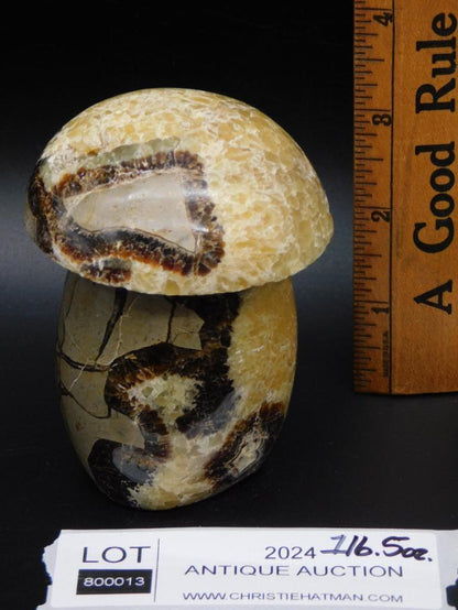 SEPTARIAN MUSHROOM ROCK STONE LAPIDARY SPECIMEN